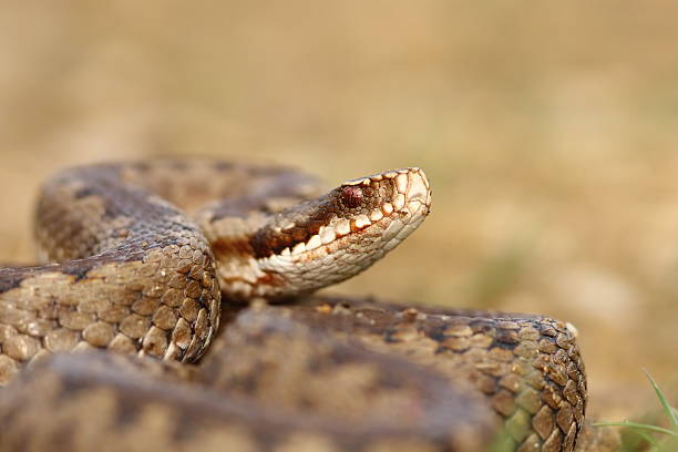 istock portrait of common crossed viper 585518976