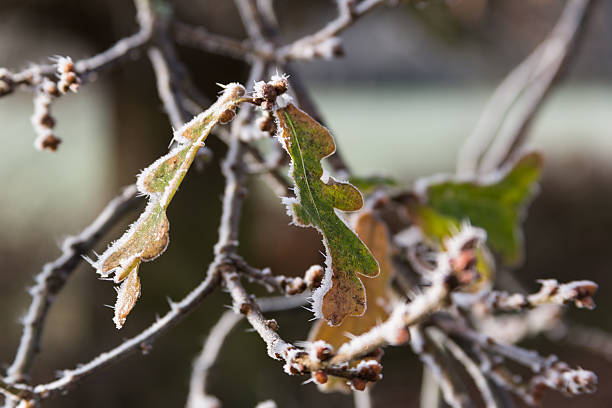 Dying oak leaves covered in frost in bright early morning sunlight against otherwise bare branches and buds waiting for spring shot with shallow depth of field.