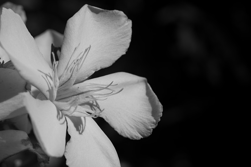 Macro photography of  a white Oleander flower isolated on a black background. Black and white