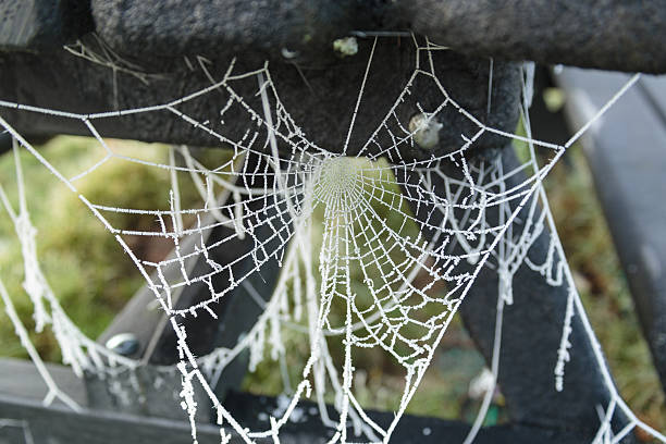 Close up of broken frozen spider's web stock photo