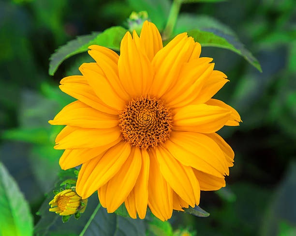 istock flowers Chrysanthemums Orange 585519878