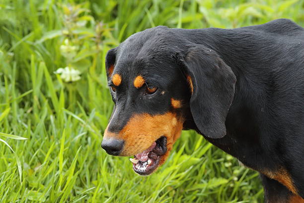 istock portrait of scenthound dog 585519934