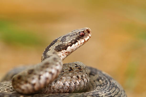portrait of vipera berus