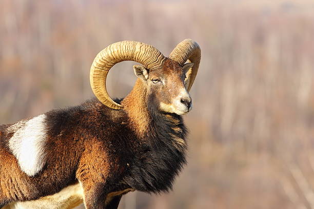istock profile view of beautiful mouflon ram 585520588