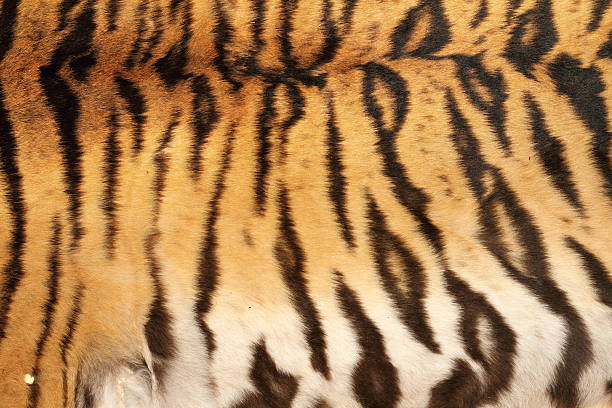 istock real tiger stripes on animal skin 585521440