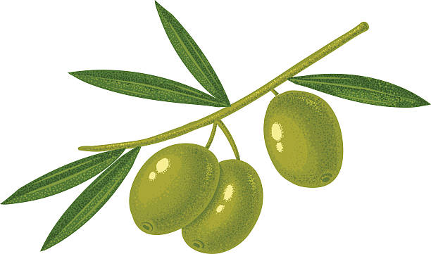 그린 올리브 - olive green illustrations stock illustrations