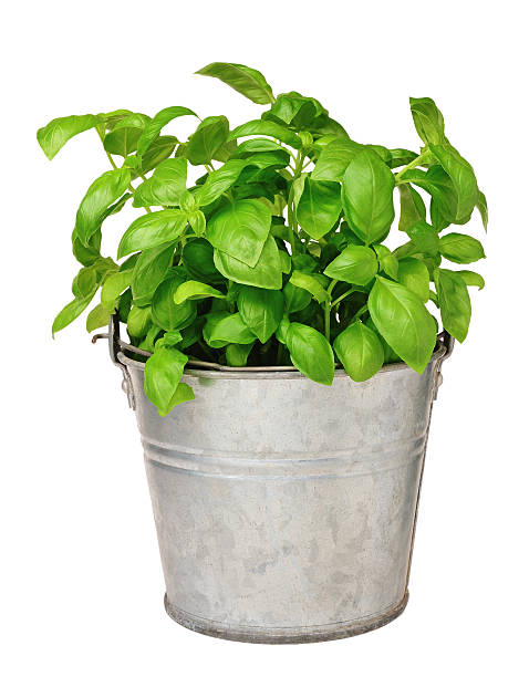 basil over white