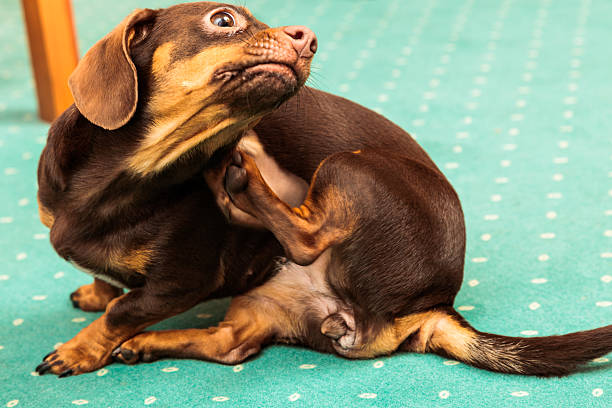 istock mixed dog scratched on carpet at home 585523062