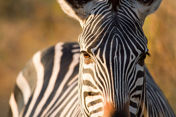 close up of a Burchell zebra head