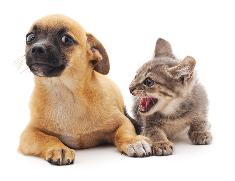 Kitten that screams at puppy isolated on white background.