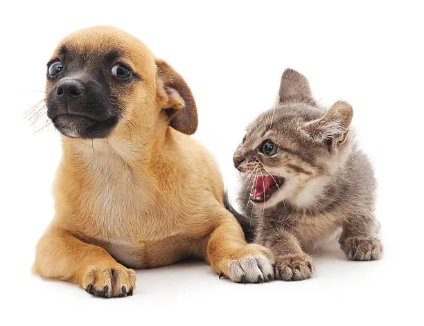 Photo of Kitten that screams at puppy.