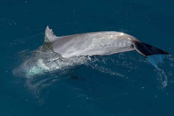 istock common dolphin fin detail while swimming down 585582088