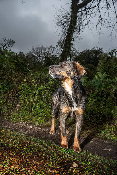 istock portrait of brown dog 585582346