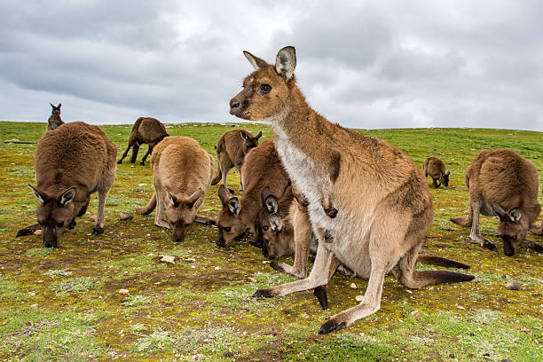 istock kangaroo portrait close up portrait look at you 585582402