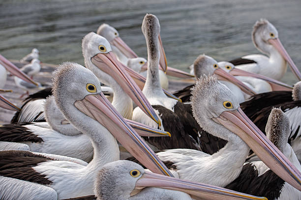 istock Pelican close up portrait on the beach 585582596