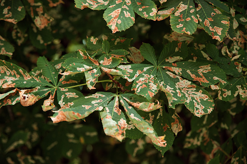 Chestnut tree leaves corrupted by moth