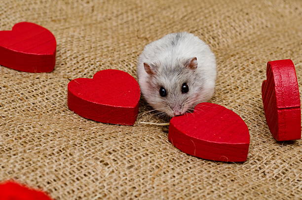 istock Little cute Djungarian (asian, Siberian, dwarf) hamster 585583632