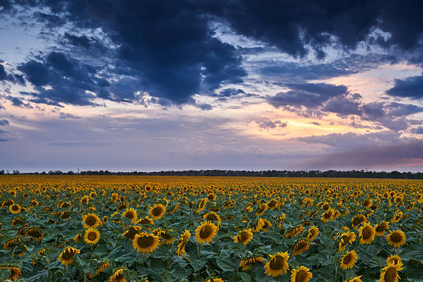 istock sunset in sunflower field, beautiful summer landscape, dark cloudy sky 585584416
