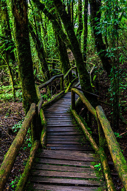 istock Fern green in the rainy season 585585206