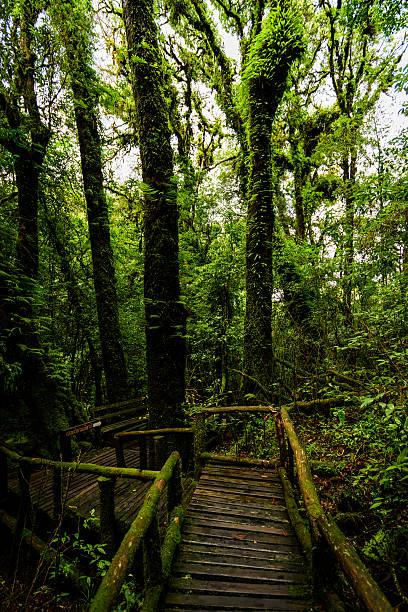 istock Fern green in the rainy season 585585908
