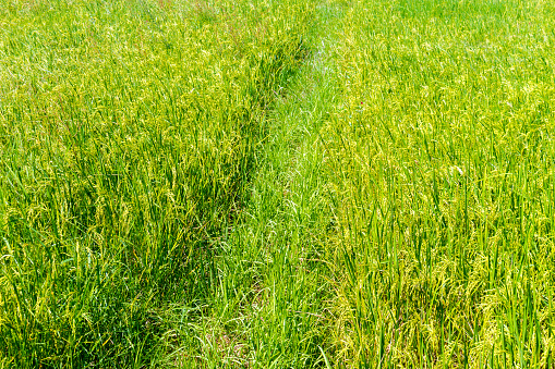 Rice paddy fields : green seedling rice field