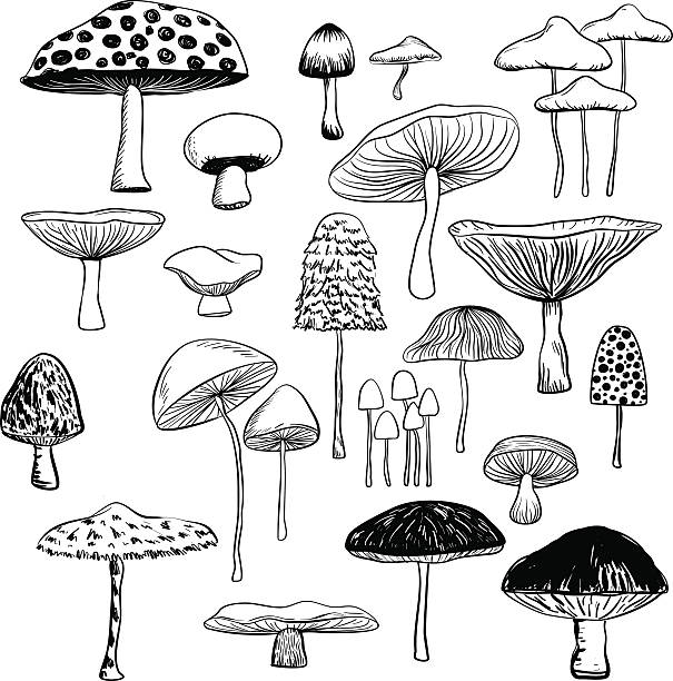 ilustraciones, imágenes clip art, dibujos animados e iconos de stock de colección de tipo seta - edible mushroom illustrations