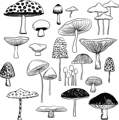 Line art drawing of different kinds of mushrooms.