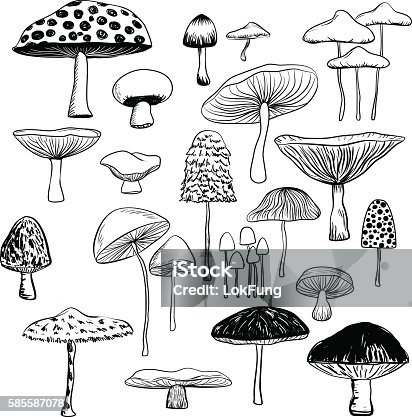 istock Mushroom collection 585587078