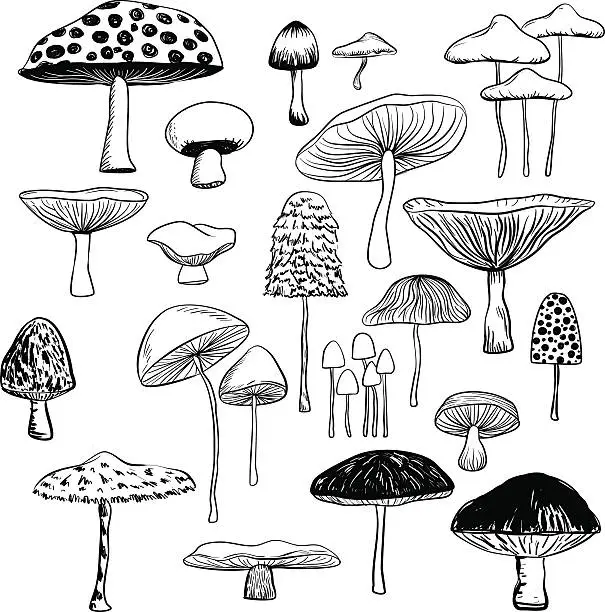 Vector illustration of Mushroom collection