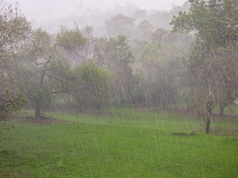 Rainy day, Rain on background with grass and green trees.