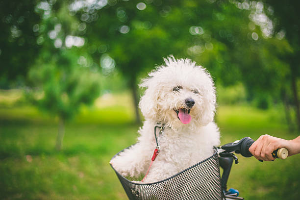 dog and bike - bichon frisé stockfoto's en -beelden