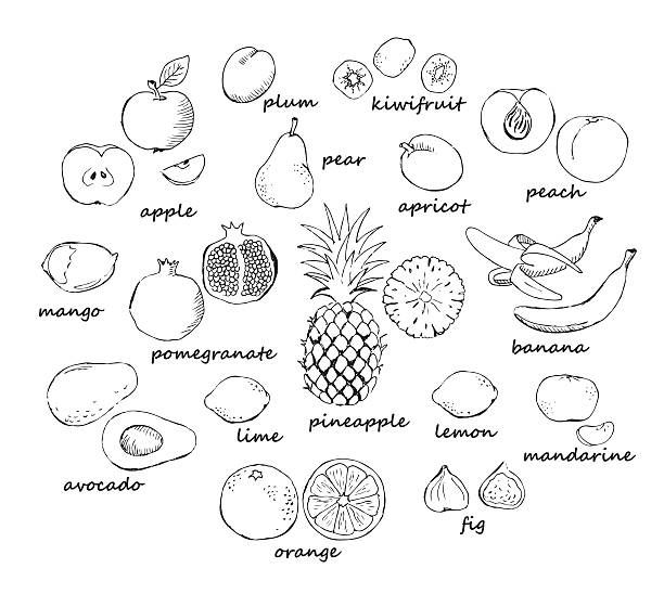 Set of fruit doodles Collection of doodle fruit isolated on white background. Vector illustration banana drawings stock illustrations