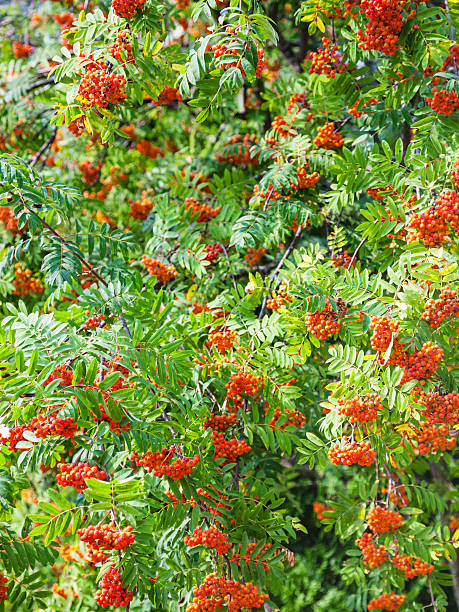 istock bunches of rowan in green foliage 585588458