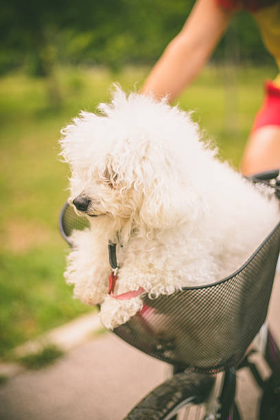 istock Dog and Bike 585588576