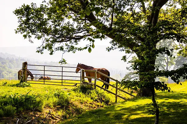 Grazing horses in a field  under a big tree. Photo taken in Ireland.