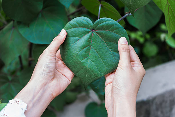 istock woman  hand holding  green leaf is heart shape 585592772