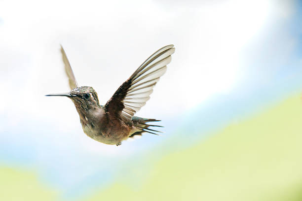 Humming bird in flight stock photo