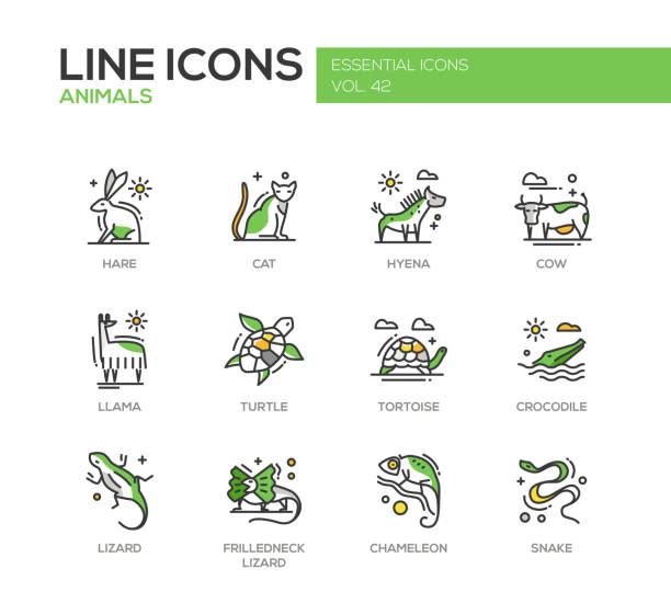 Animals - line design icons set Animals - set of modern vector line design icons and pictograms of animals. Hare, cat, hyena, cow, llama, turtle, tortoise, crocodile, lizard, frilledneck lizard chameleon snake pet snake stock illustrations