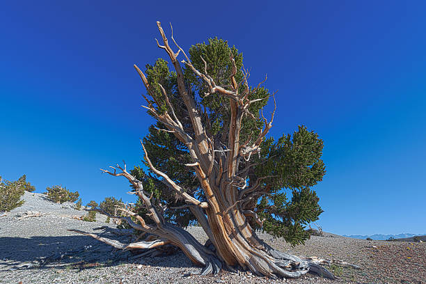 bristlecone pines avec sierra nevadas au loin - bristlecone pine photos et images de collection