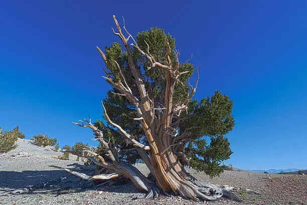 Photo of Bristlecone Pines with Sierra Nevadas in the Distance