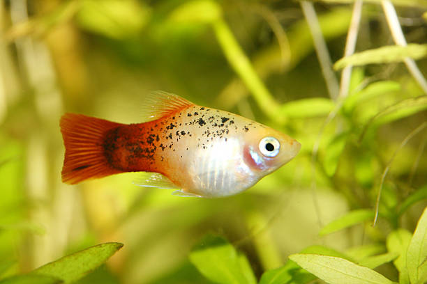 platy (xiphophorus maculatus) - aquaristik photos et images de collection