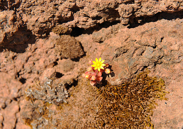 istock Flower of Sempervivum - Madeira 585595942