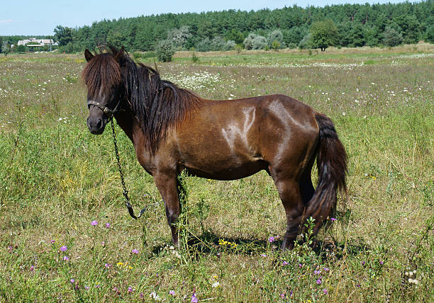 istock Small brown horse (pony) grazing in a meadow 585596698