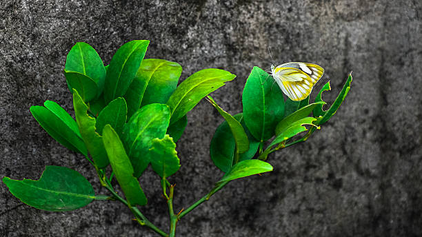 istock Living in the green (Butterfly) 585596800