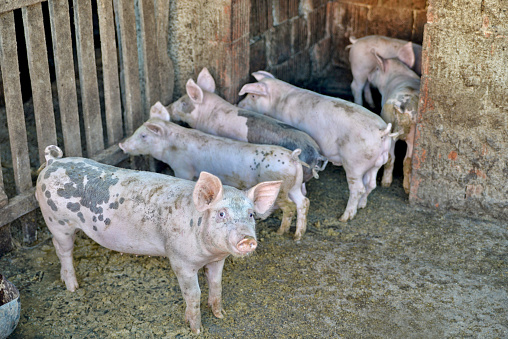 pig; mammal; farm; animal; agriculture; piglet; pork; domestic; meat; bacon; food; piggy; swine; farming; barn; vet; farm;  snout; pork;