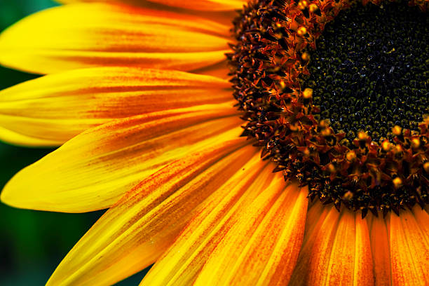 istock Beautiful sunflower close-up 585597606
