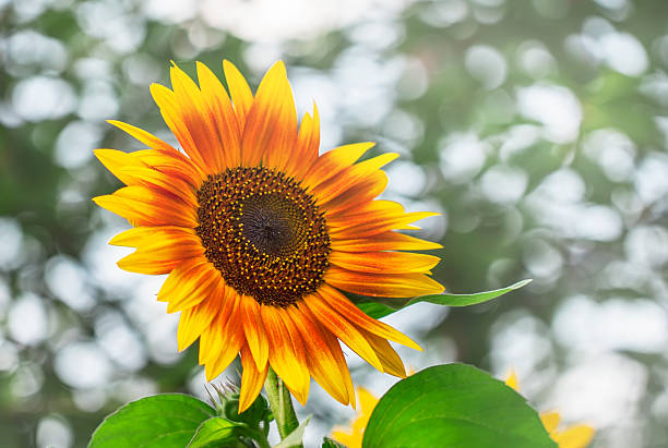 istock Beautiful sunflowers on blurred background 585597794