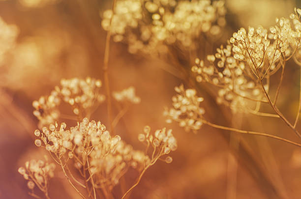 istock Autumn sunset plant 585599390
