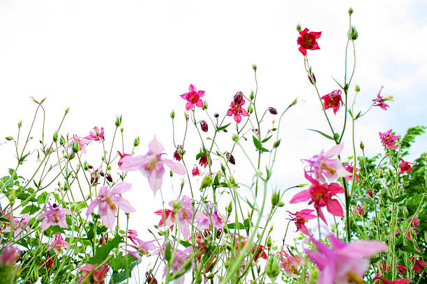 istock purple flowers color ping 585599988