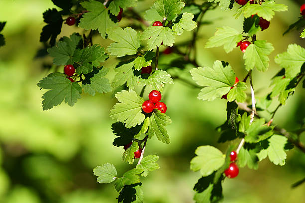 Groselha de montanha ou groselha alpina (costelas alpinum) - folhas e frutas. - foto de acervo